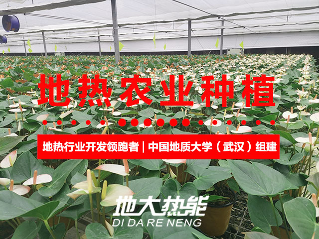 濟南：“地?zé)崮?農(nóng)業(yè)”產(chǎn)業(yè)融合，讓地?zé)崮苷嬲盁帷逼饋?地大熱能